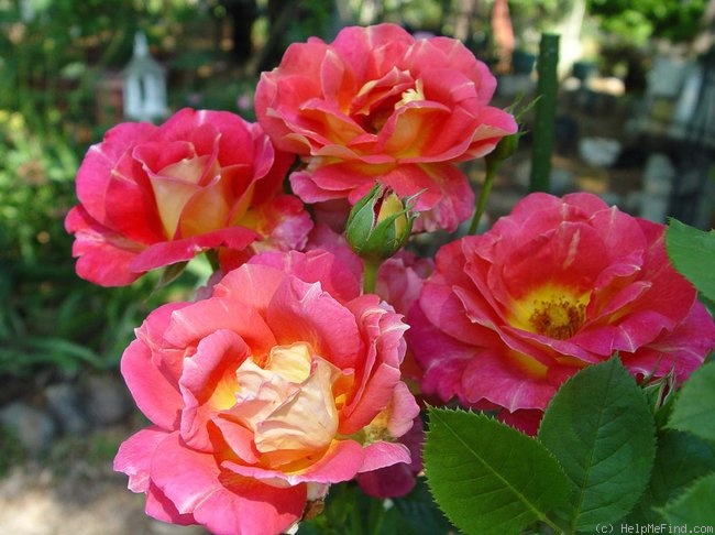 плетистые розы