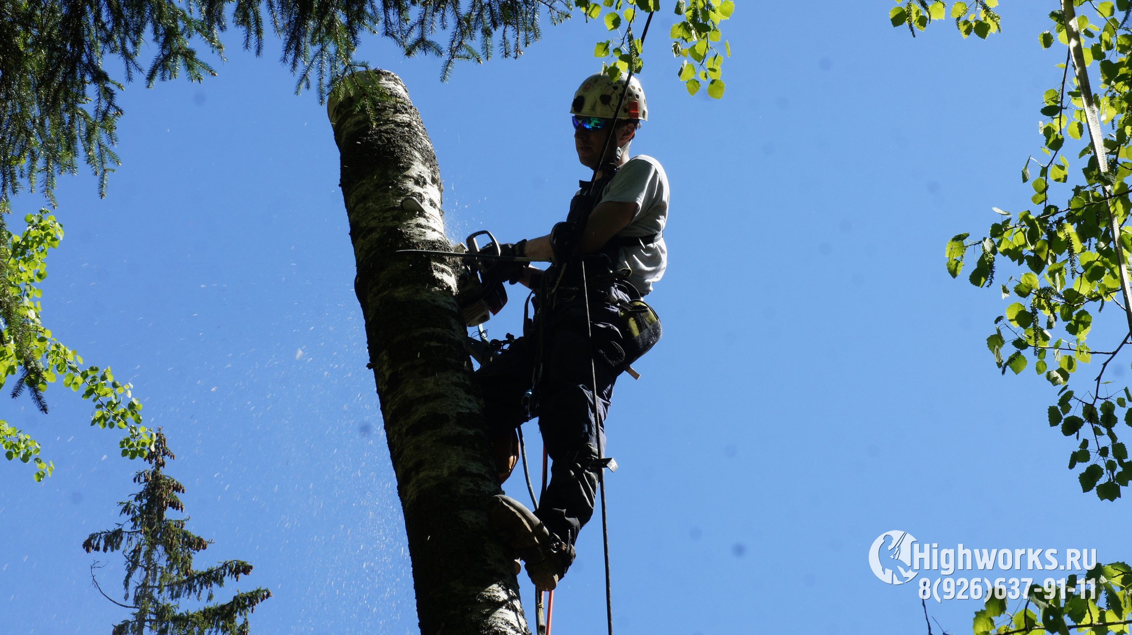 Удаление деревьев промышленными альпинистами