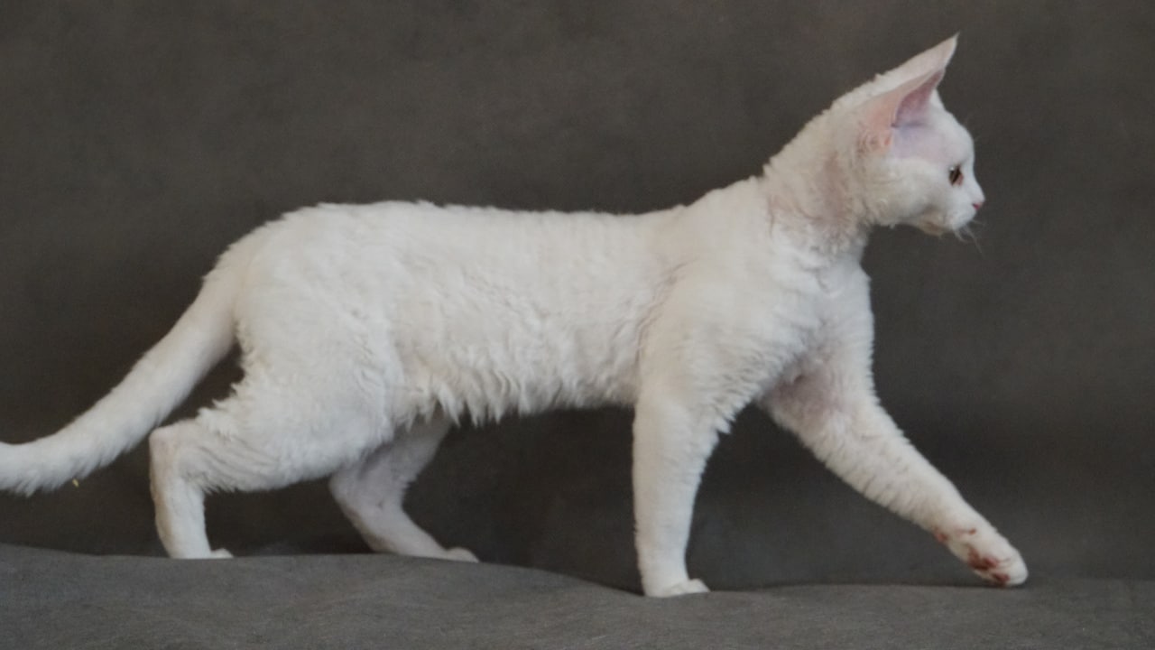 Кошка IRRUS LIPA, окрас белый /w, родилась 26.02.2021