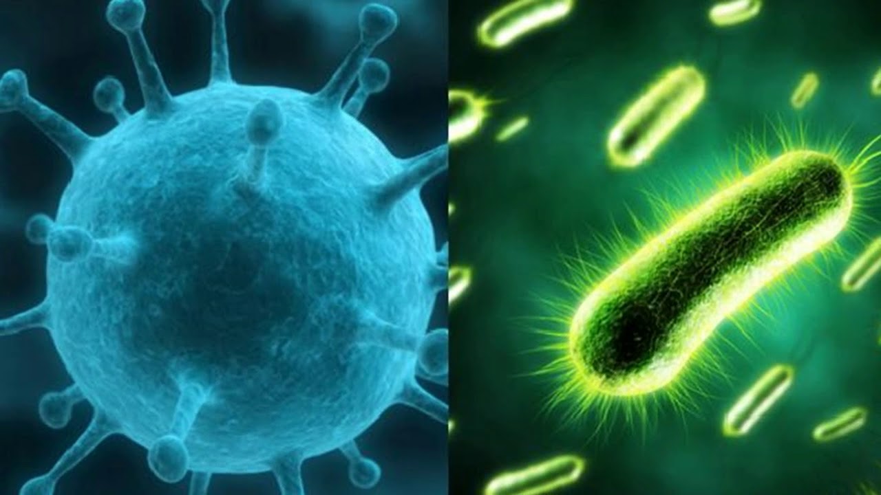 Вирусы, бактерии