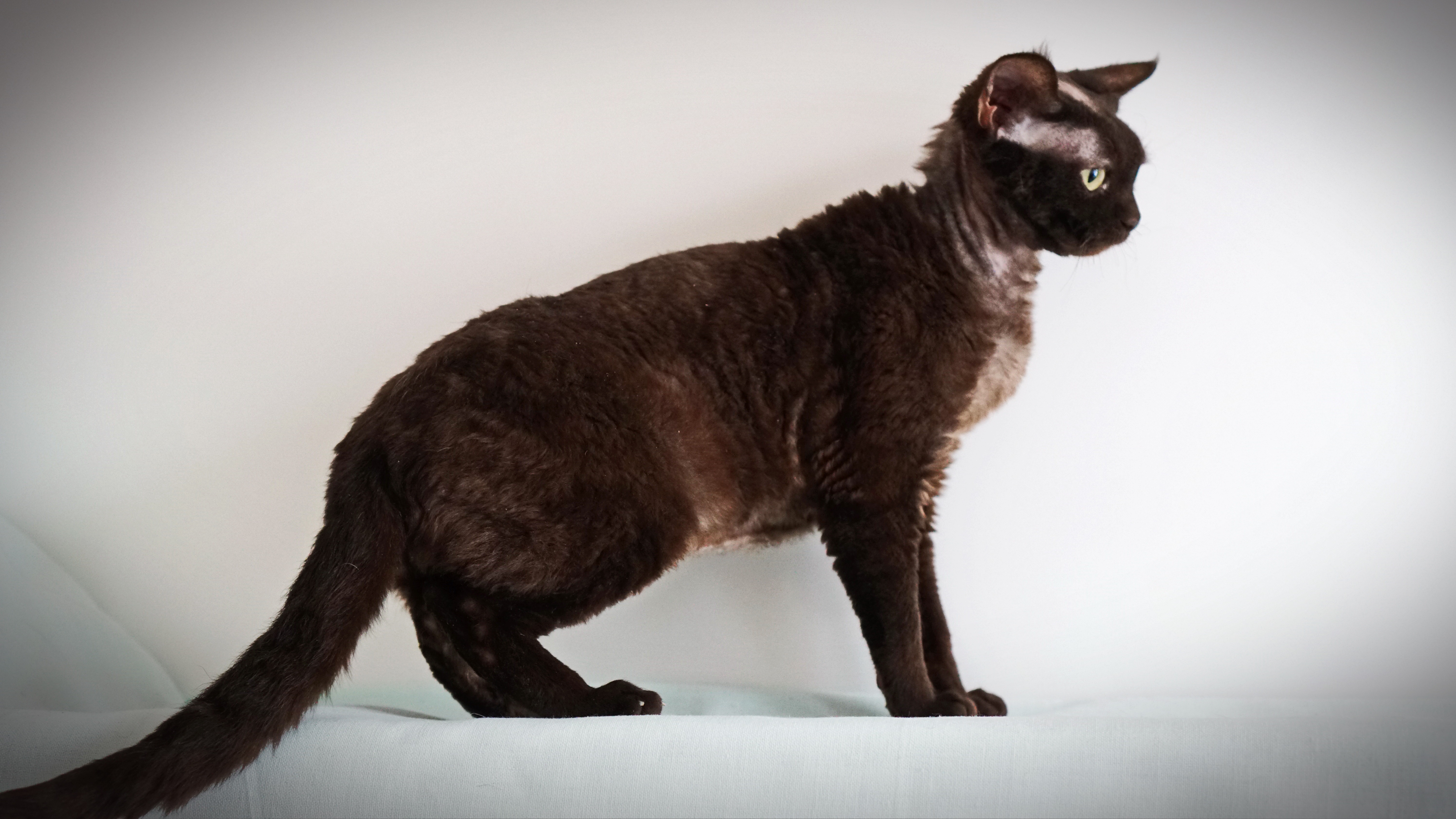 Кошка IRRUS CONSTANCE, окрас шоколадный/ b, родилась 15.04.2020