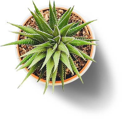 цветок в горшке, цветок