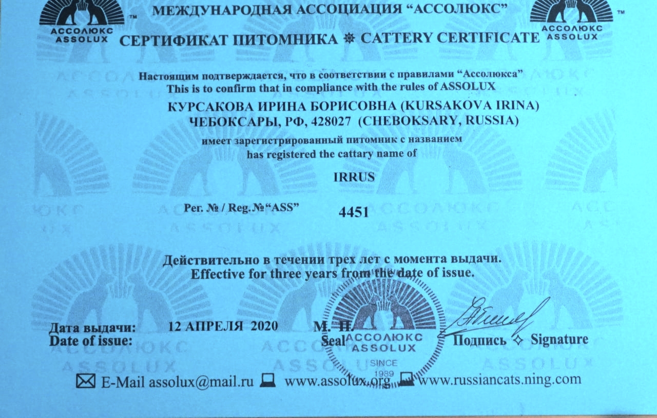 Сертификат Assolux (Ассолюкс), дающий право на разведение котят на 2020-2023 года