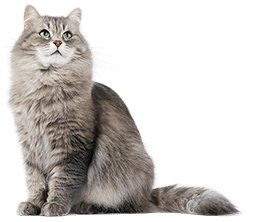 Кошка, кот, домашнее животное