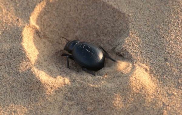 Фото жук скарабей санитар почвы