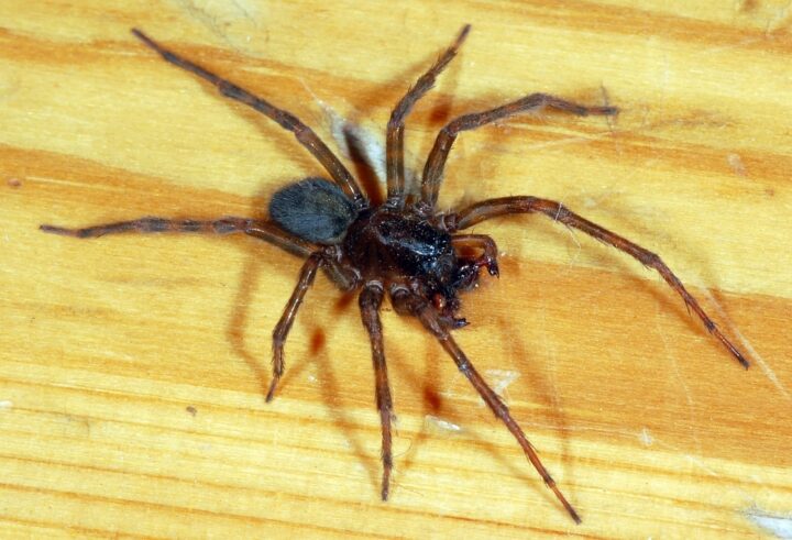 Фото домашнего паука Амаробиид
