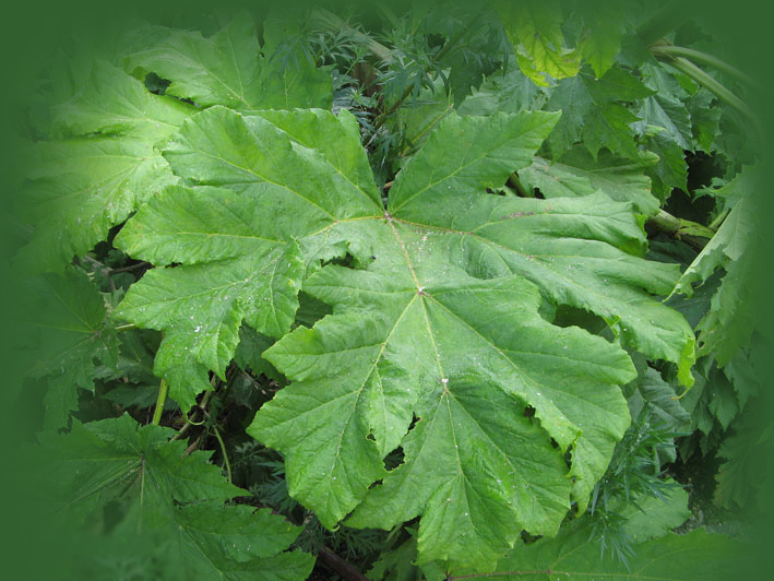 борщевик сосновского листья фото