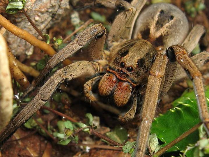 Фото Бразильский тарантул (Lycosa erythrognatha, ранее Lycosaraptoria)