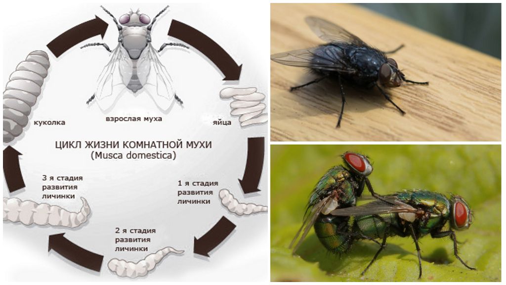 Фото Цикл размножения мухи