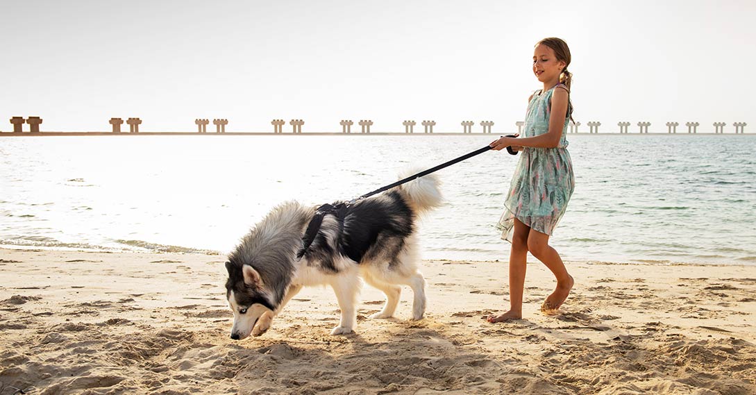 TOP-10 Pet-Friendly Communities in Dubai