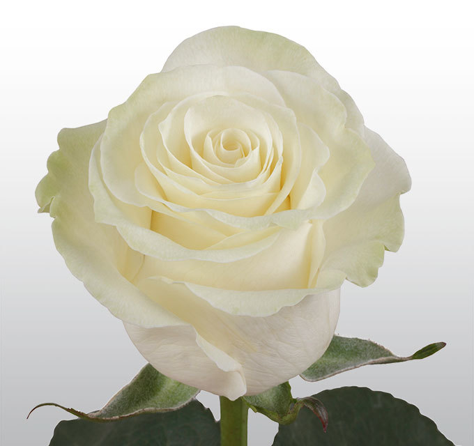 Эквадорская роза Mondial