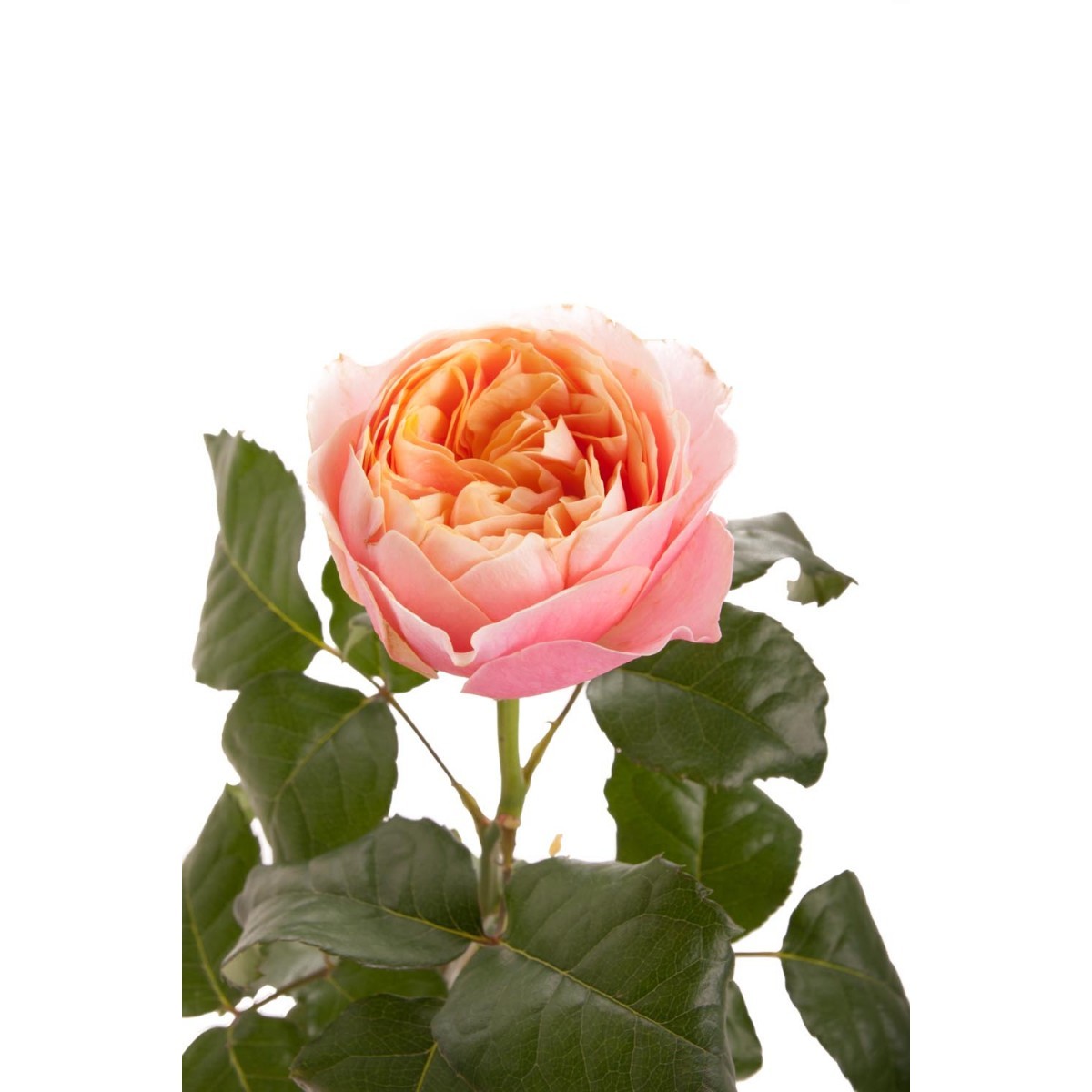 Пионовидная роза Вувузела
